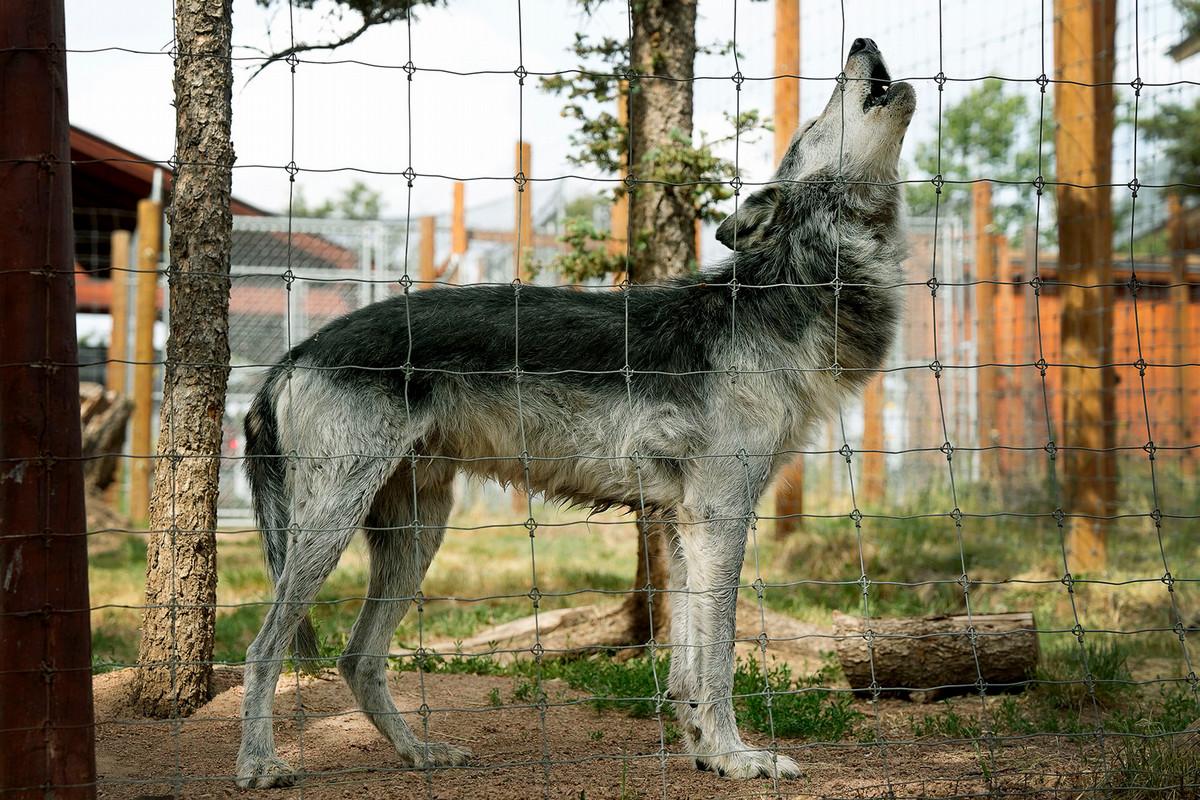 An older wolf, one of 20 wolves at the Colorado Wolf and Wildlife Center, howls in response to students and others participating in a group howl on June 27 in Divide. Photo by Jamie Cotten / Colorado College